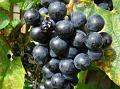2010-0915-1355_Grapes_16,5C